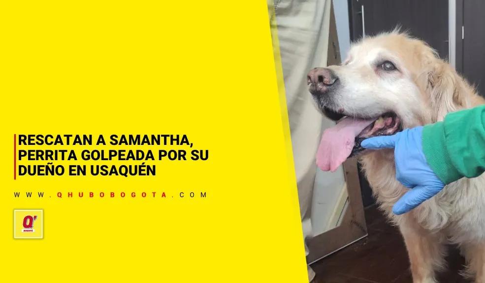 Rescatan a Samantha, perrita golpeada por su dueño en Usaquén - Noticias de Bogotá y Cundinamarca