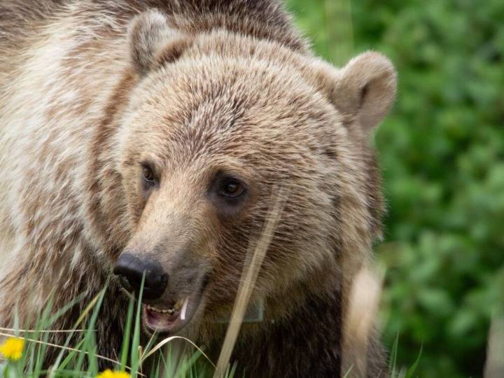 Grizzly who attacked hunter south of Calgary shot and killed