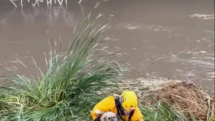 Firefighters rescue stranded pup from rising floodwaters in Southern California