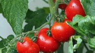 Andhra Pradesh farmers throw tomatoes on roads as prices crash