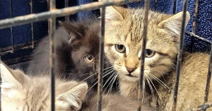 City warns of possible illegal cat trapping, poisonings