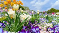 When Is The Best Month To Plant Perennials? The Answer Is Surprisingly Simple