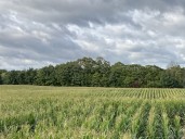 Man drives into cornfield during police pursuit in Michigan