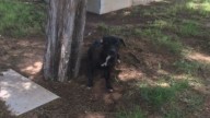 Texas Shelter Dog Turns Gray After Waiting 7 Years For Someone To Choose Her