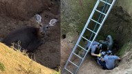 Oh, DEER! Local agencies rescue deer from sinkhole