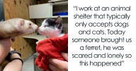 40 Photos Revealing How Silly Ferrets Can Be