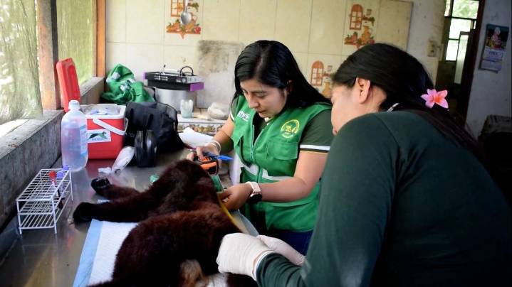Tingo María refuerza la lucha contra el tráfico de fauna: más de 40 especies fueron rescatadas en recientes operativos