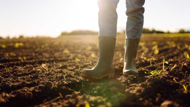 The Invasive 'Weed' That May Help Improve Your Soil's Health
