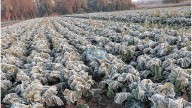 Disponen emergencia agropecuaria en Entre Ríos por heladas y granizo