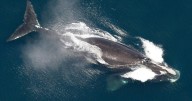 One of the world's rarest whales that makes the Atlantic its home grows in population