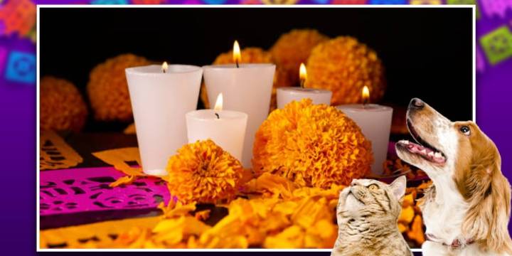 Duelo por mascotas fallecidas se hace visible en celebraciones de Día de Muertos