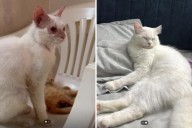 Momma Cat and Kitten Abandoned During Storm in a Box Finds Forever Home   