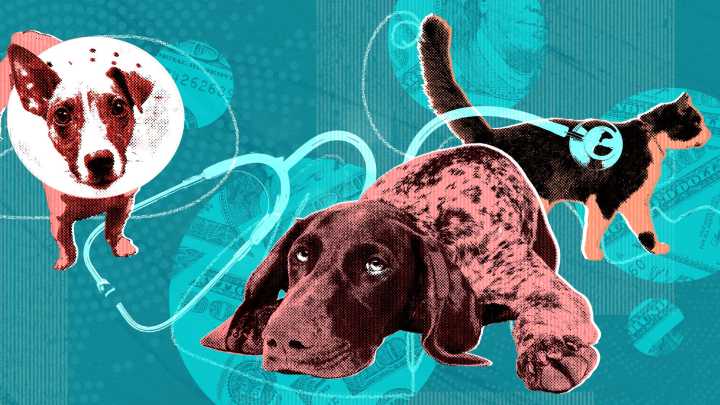 Rising costs are making it harder for people to afford pets
