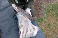 Decomisaron 950 kilos de pescado transportados sin documentación