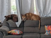 'We loved them all': Homeowners speak out after house fire killed several pets