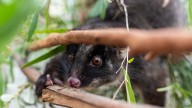 South West’s annual western ringtail possum tally results are in with worrying signs for northern populations