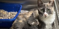 Humane Society of Dickson County in urgent need of donations after running out of cat litter