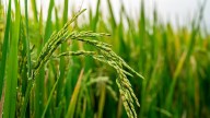 Kharif Marketing Season 2024-25: Assam’s paddy procurement reaches 89%