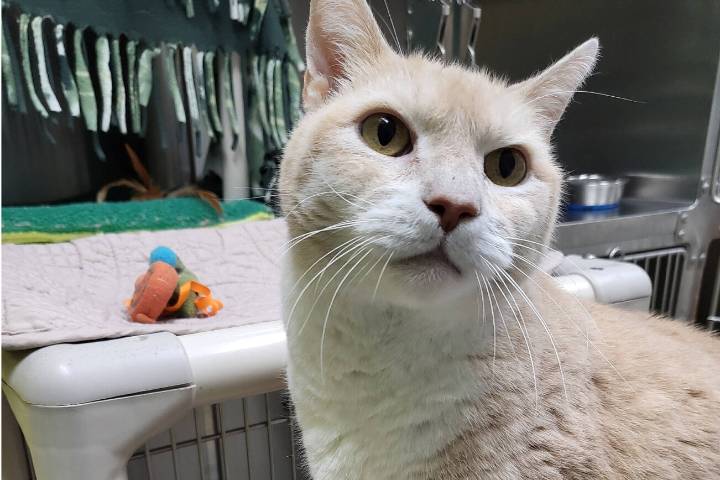 Pet of the Week: Hunter