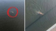 ‘I thought it was a duck’: WA man taken aback by bizarre sighting during morning walk in Mandurah