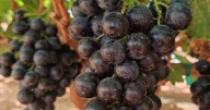 New 'superfruit' in UK 'balances blood sugar and helps weight loss'