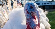Wholesale Turkey Prices Are Up by a Staggering 40% This Thanksgiving