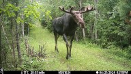 Tracking collars reveal unusual ways moose are moving across the U.P.