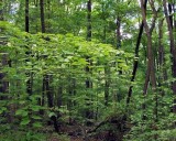 India jumps to 9th spot in global forest area