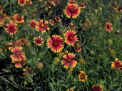 Fall marks the perfect time to start planting wildflowers