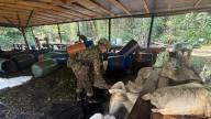 Balance de orden público: Ejército reporta tres muertos en combate en Valle y el hallazgo de un laboratorio de coca en Guaviare