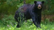 The Pungent Hosta Alternative That May Be Attracting Bears To Your Property
