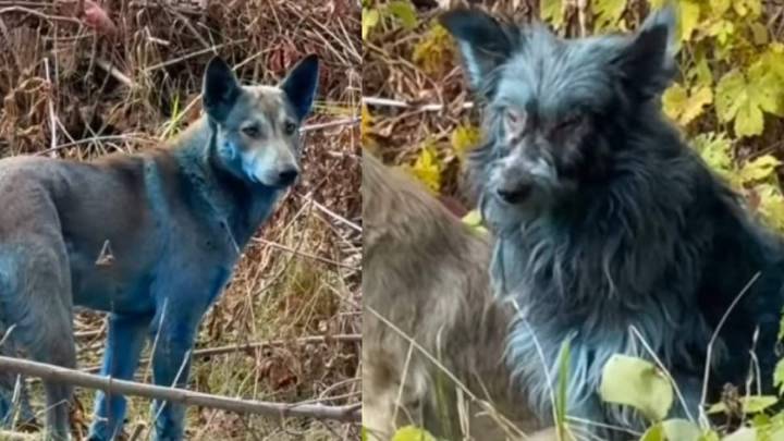 Why Are Chernobyl’s Dogs Turning Blue? Scientists Have An Answer