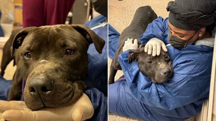 Pennsylvania Dog Saved From Cruelty Finally Feels Safe Enough To Let Go
