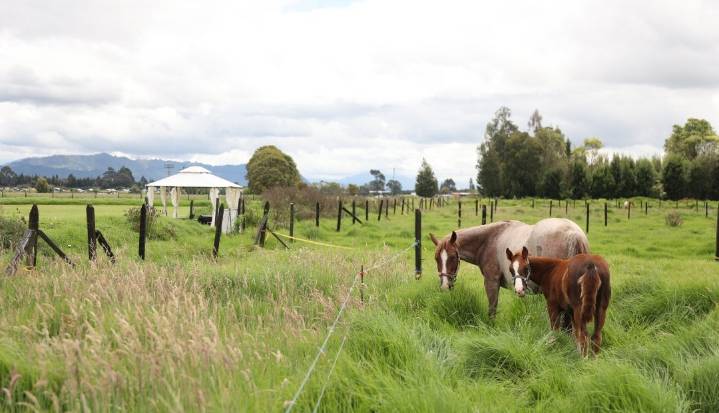 El ICA refuerza sus acciones de control ante brotes de encefalitis equina en Bolívar