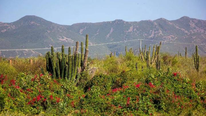 Baja California Sur queda libre de sequía tras lluvias históricas