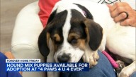 Hound mix puppies up for adoption in Chicago area