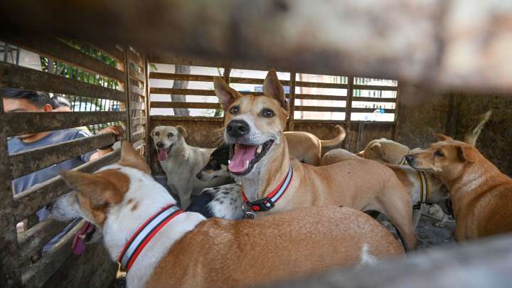 ‘Sleeping over orders…’: SC slams chief secretaries of states in stray dogs case