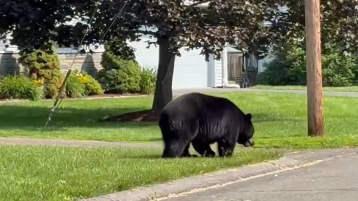 CT DEEP: How to avoid conflict with bears this fall