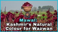Video- Mawal: Kashmir’s Natural Colour for Wazwan