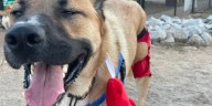 Bark-O-Ween draws families to Evans Towne Center Park