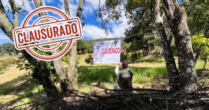 Clausuran huerta ilegal de aguacate en zona protegida de Michoacán: devastaron bosque de coníferas en área clave para la mariposa Monarca