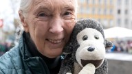 El Instituto Jane Goodall anuncia la muerte de la legendaria zoóloga a los 91 años