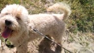 Jimbo se perdió en el barrio Saint Germain y su familia lo busca desesperadamente