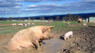Big Stink 
                                            Premium
                                          Red card for piggery after dam collapse floods neighbours