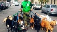 Trabajadores caninos insisten para que se trate la ley que regule sus derechos