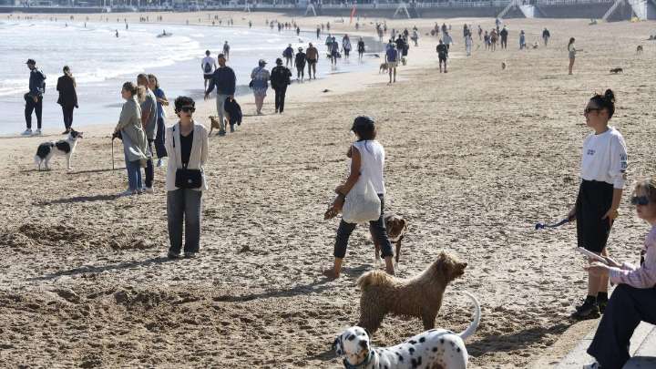 La famosa presentadora a la que "le ha explotado el corazón de alegría" con sus perros en la playa de San Lorenzo, en Gijón