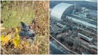 ¿Perros con pelaje azul? El sorprendente descubrimiento que hicieron cerca de la planta nuclear de Chernobyl