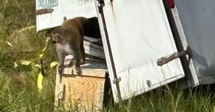 Vuelca camión con monos infectados de virus COVID-19 y herpes en EU; uno escapó y sigue prófugo: Esto se sabe (VIDEO)