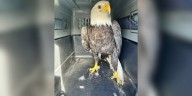 Bald eagle among nearly 2,000 rescues at Outer Banks shelter in 2025