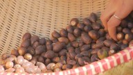 U of T students gather White Oak acorns at Queen's Park in an effort to preserve native trees